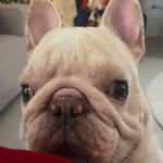 Virgilio Chavez - @virgylchavez - Instagram