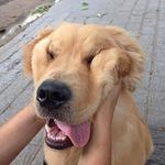 Virginia Abraham - @virginia_abraham_is_funny - Instagram