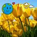 Virginia Diaz Angulo - Facebook