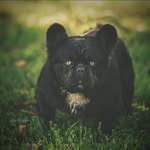 Virginia Ann Pizano - @topline_bullys - Instagram