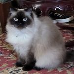 Virginia Averill - @virginia.averill.121 - Instagram