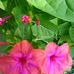 Virginia Bartels - Facebook