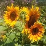 virginia bartlett - @virginiabartlett3474 - Instagram