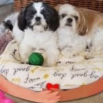 Virginia Raye Hartman Biddle - @virginiahartmanbiddle - Instagram