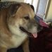 Virginia Beach Dog Bones - Facebook