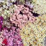 Virginia Oribones - @virginiaoribones - Instagram