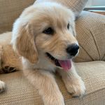 Virginia Brady - @virginiathegoldenretriever - Instagram