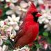 Virginia Cardinal - Facebook