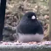 Virginia - @virginiacaudill70 - TikTok