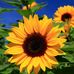 Virginia Chaney - Facebook