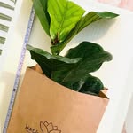 Jardin de Virginia Concepcion ccp - @jardin_de_virginia - Instagram