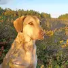 Tall Pines Kennel - @virginia.condie - TikTok