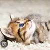 Le CAPCUT - @virginia.corsoni - TikTok