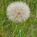Virginia Devries - Facebook