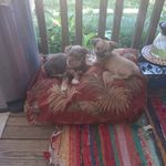 Virginia Dickerson - @virginia.dickerson.73 - Instagram