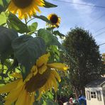 Virginia Dickson - Facebook