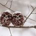 Virginia Eberhardt - Facebook