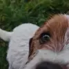 seguo chii segue - @virginia....dea..fiore - TikTok