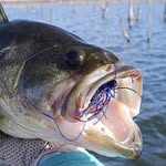 Virginia_fishin - @virginia_fishin_33 - Instagram