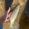 virginia fishing - @virginia.fishing - TikTok