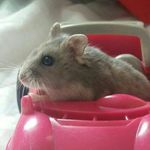 Virgínia Grey - @virginia.grey - Instagram