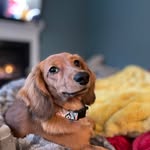 Virginia Ham Crockett - @miss_ginnys_minis - Instagram