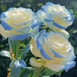 Virginia Hershey - @hersheyvirginia - Instagram