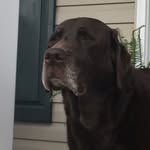 Virginia Hite - @best.chocolate.lab.ever - Instagram