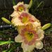 Virginia LaVigne Kirkpatrick - Facebook