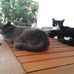 Virginia Lenzo - Facebook