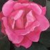 Virginia Lester - Facebook