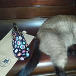 Virginia Lluvia Lezama - @miauartandcats - Instagram