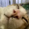 virginiaobrien1983 - @virginiaobrien1983 - TikTok