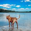 Milo Millie and Ghost - @the_wvirginia_pack - TikTok