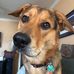 Northern Virginia Pack Walk - Facebook
