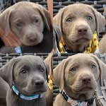 Wild West Virginia Lab Pack💙💛🐾 - @wildwvlabpack - Instagram
