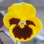 Virginia Pearson - @virginia.pearson.50 - Instagram