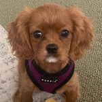 Virginia ‘Ginny’ Penn - @virginia_the_cavalier - Instagram