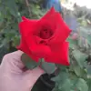 virginiarizka - @virginia_chilla - TikTok