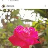 virginiarizka - @virginiarizka - TikTok