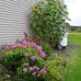 Virginia Rohrer - Facebook