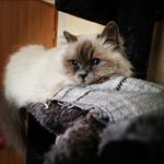 Virginia Schulz - @serafina_heilige_birma - Instagram