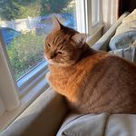 Virginia Sheppard Lapham - @laphamvirginia - Instagram