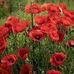 Virginia Jeannie Weimer - Facebook