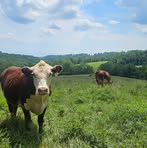 Wolf's Farm - Facebook