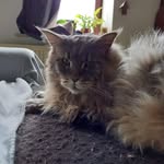 Virginie Salmon - @salmon_virginie - Instagram