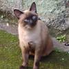 Vitor Hugo Lopes Chiappetta - @vitorchiappetta - TikTok