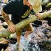Vito Giannola II - Facebook