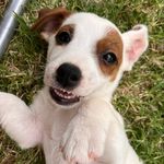 Vito - @_vito_perrito_ - Instagram