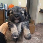 Vito - @vito.perrito - Instagram